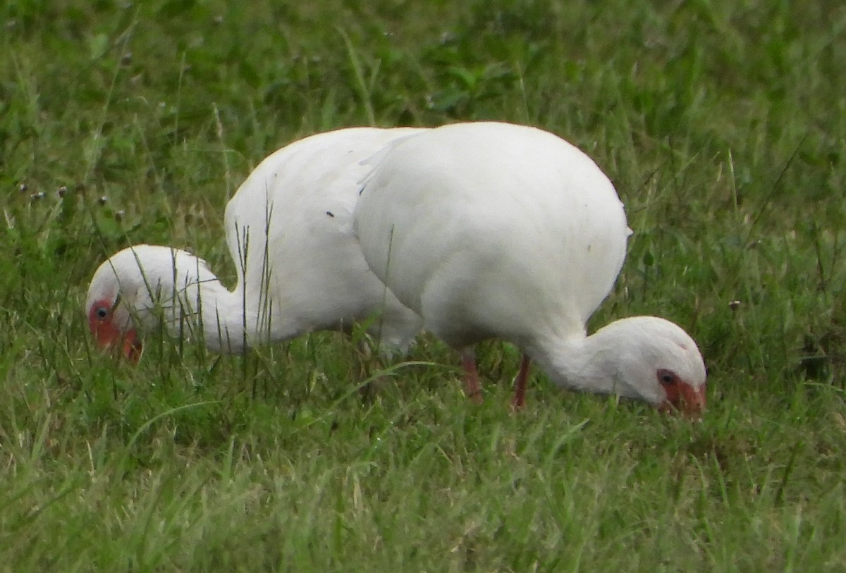 White Ibis - ML643208059