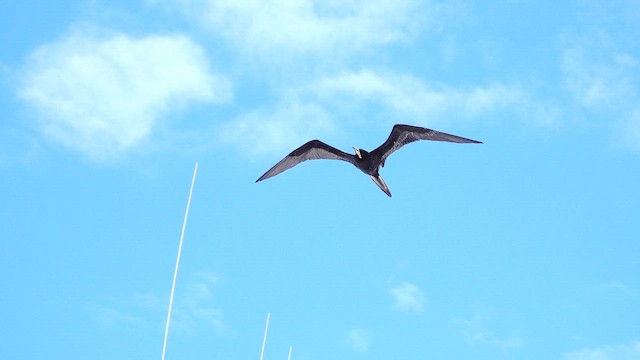 Magnificent Frigatebird - ML643208096
