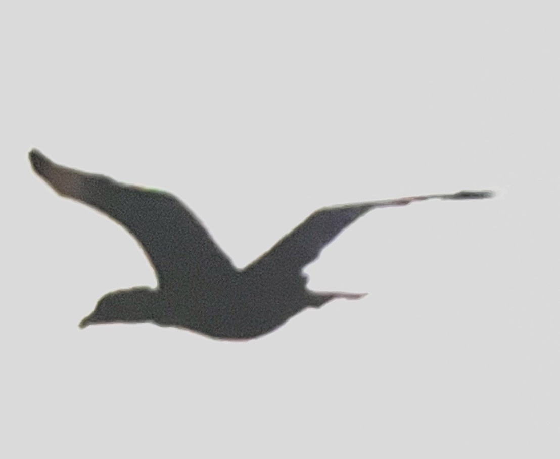 anatidé sp. (canard sp.) - ML643208103