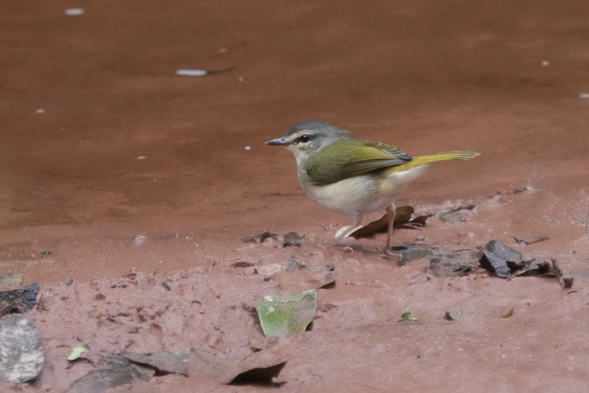 Riverbank Warbler - ML643208105