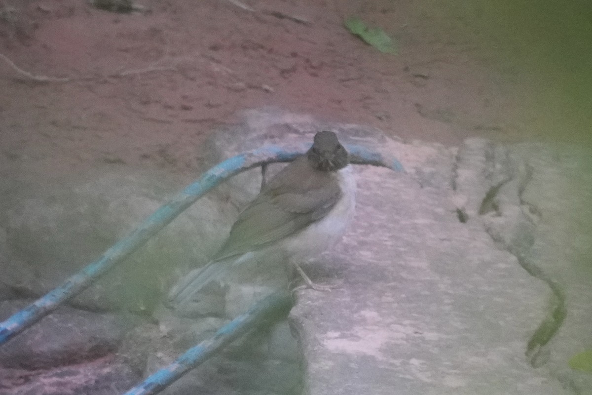 White-necked Thrush - ML643208112