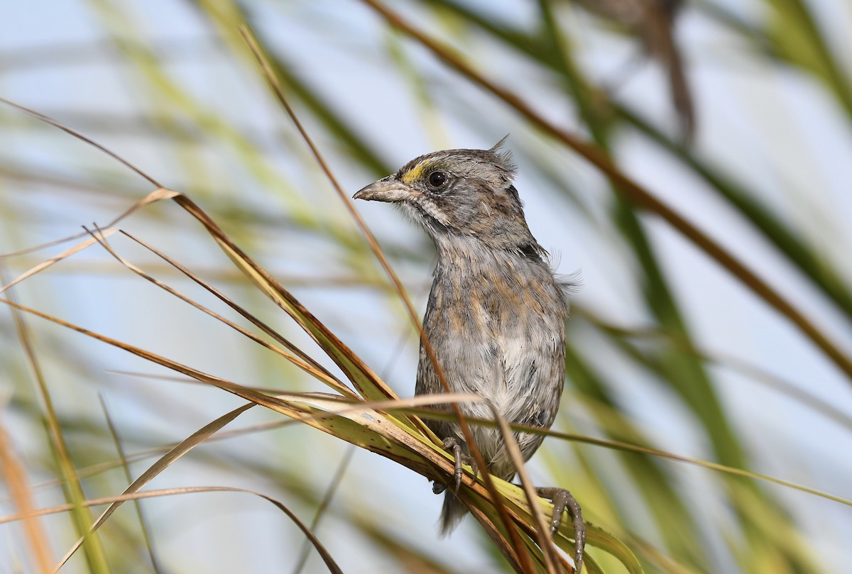 Seaside Sparrow - ML643208181