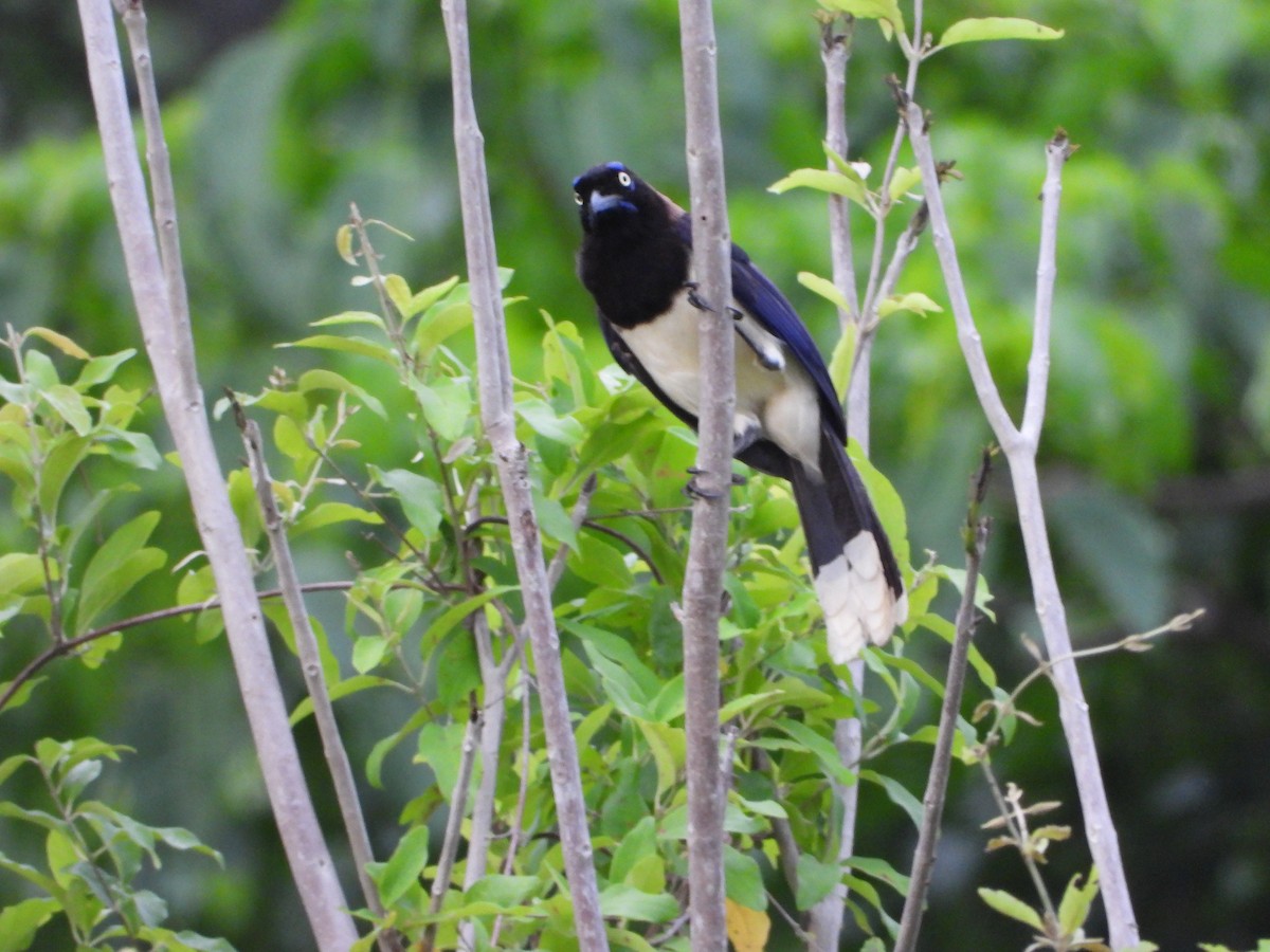 Black-chested Jay - ML643208190