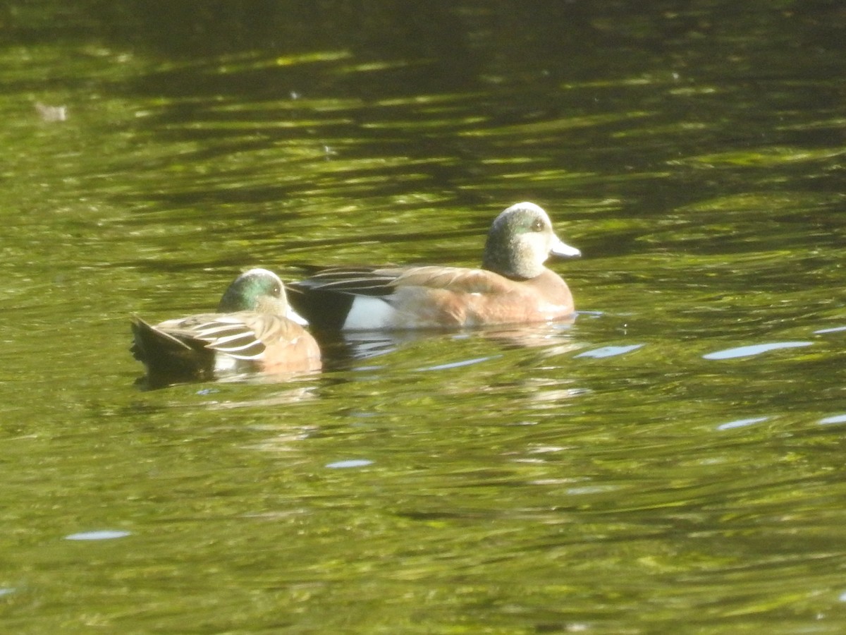 American Wigeon - ML643208196