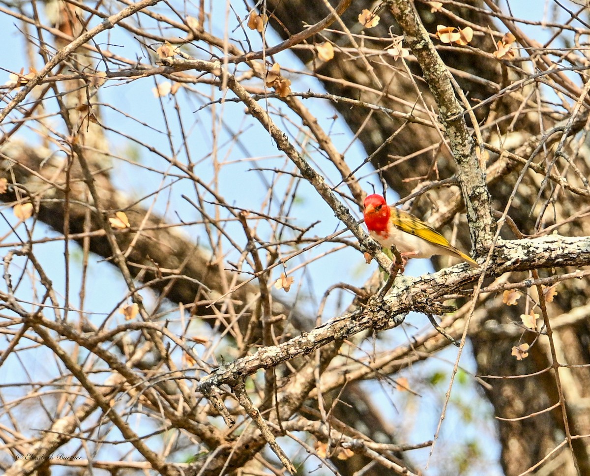 Red-headed Weaver - ML643208198
