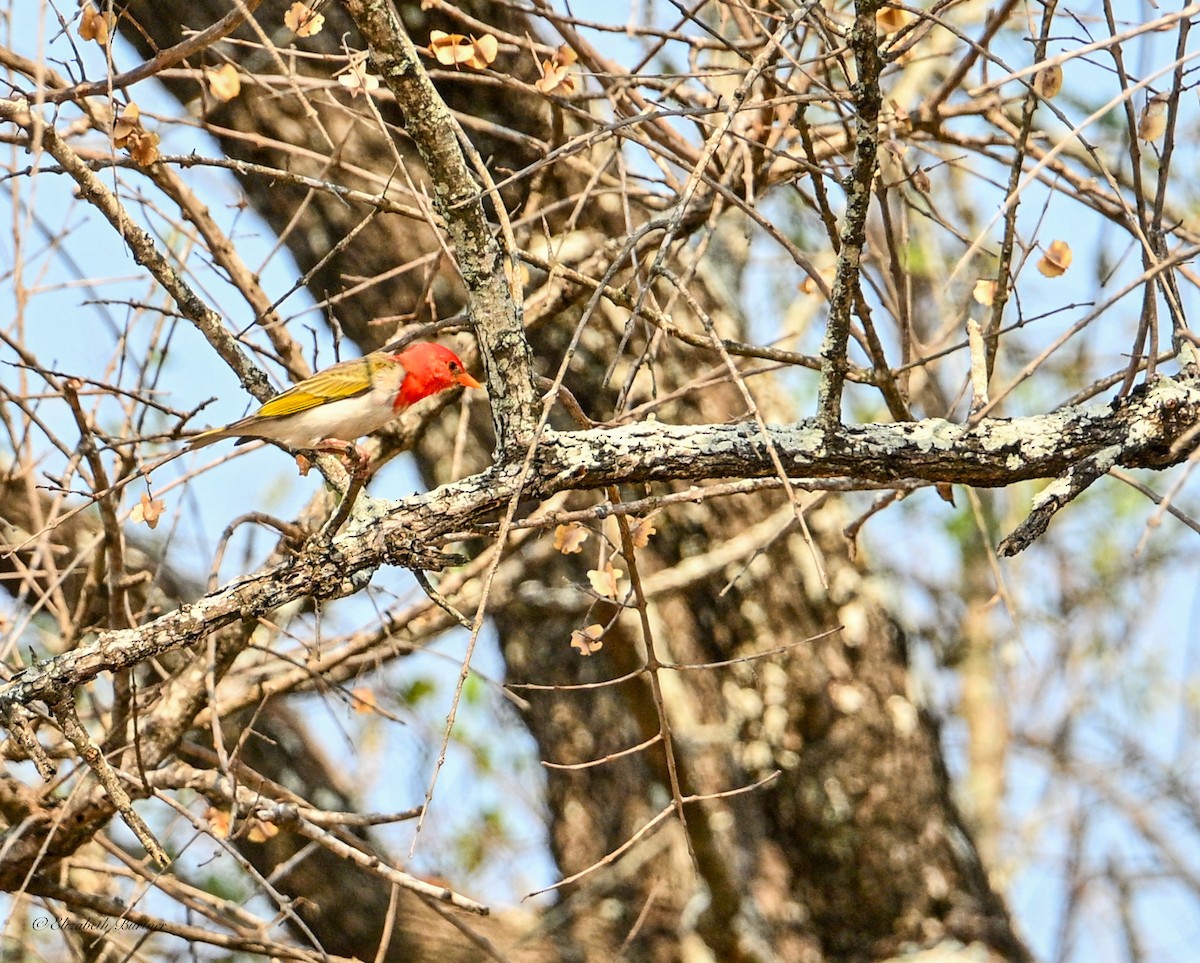 Red-headed Weaver - ML643208199