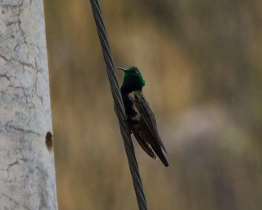 Kara Karınlı Dağyıldızı - ML643208201