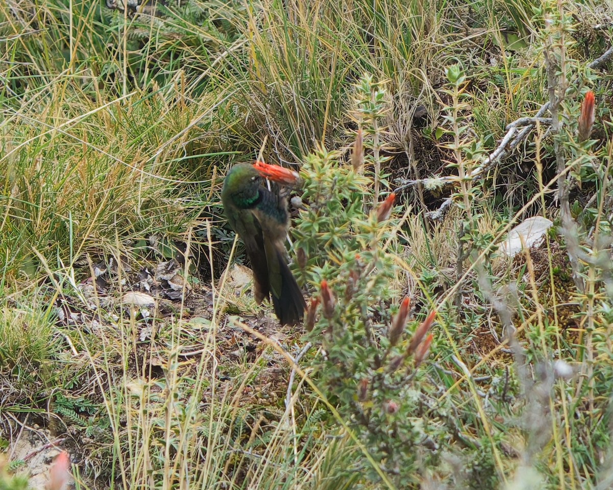 Kara Karınlı Dağyıldızı - ML643208202