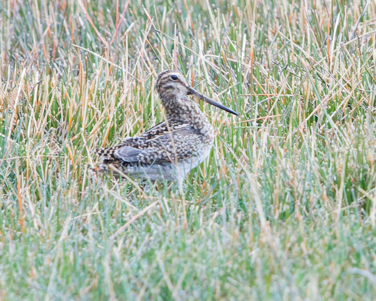 Puna Snipe - ML643208212