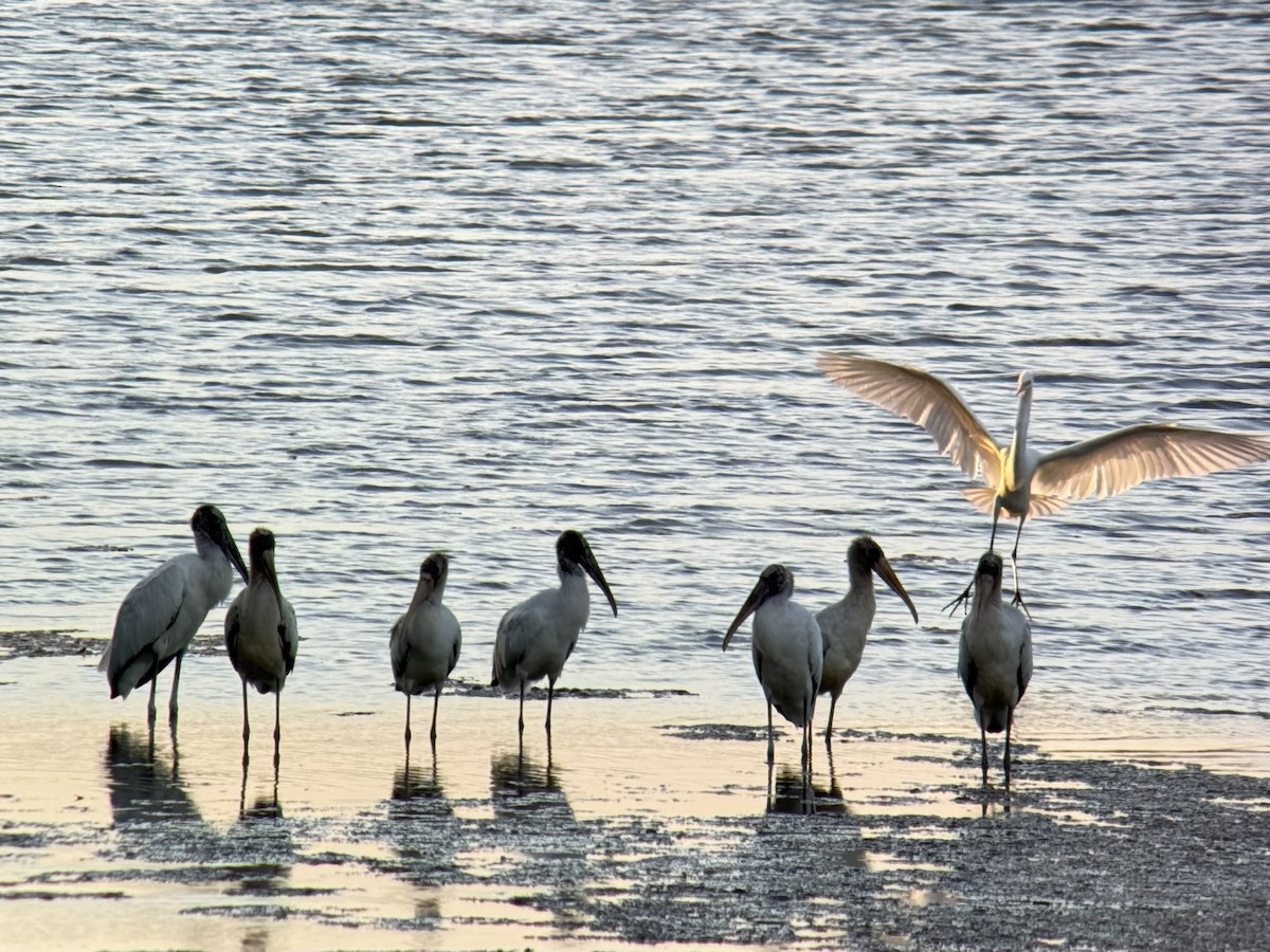 Wood Stork - ML643208225