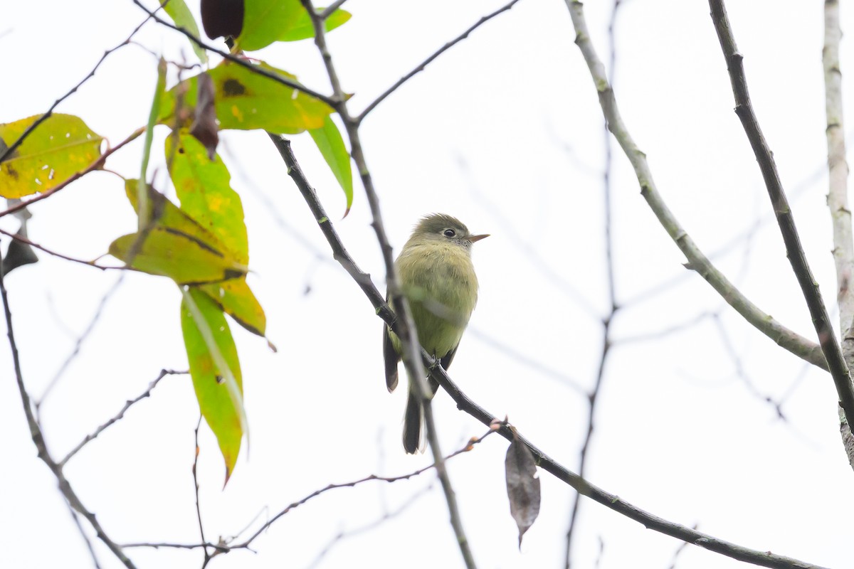 Hammond's Flycatcher - ML643208227