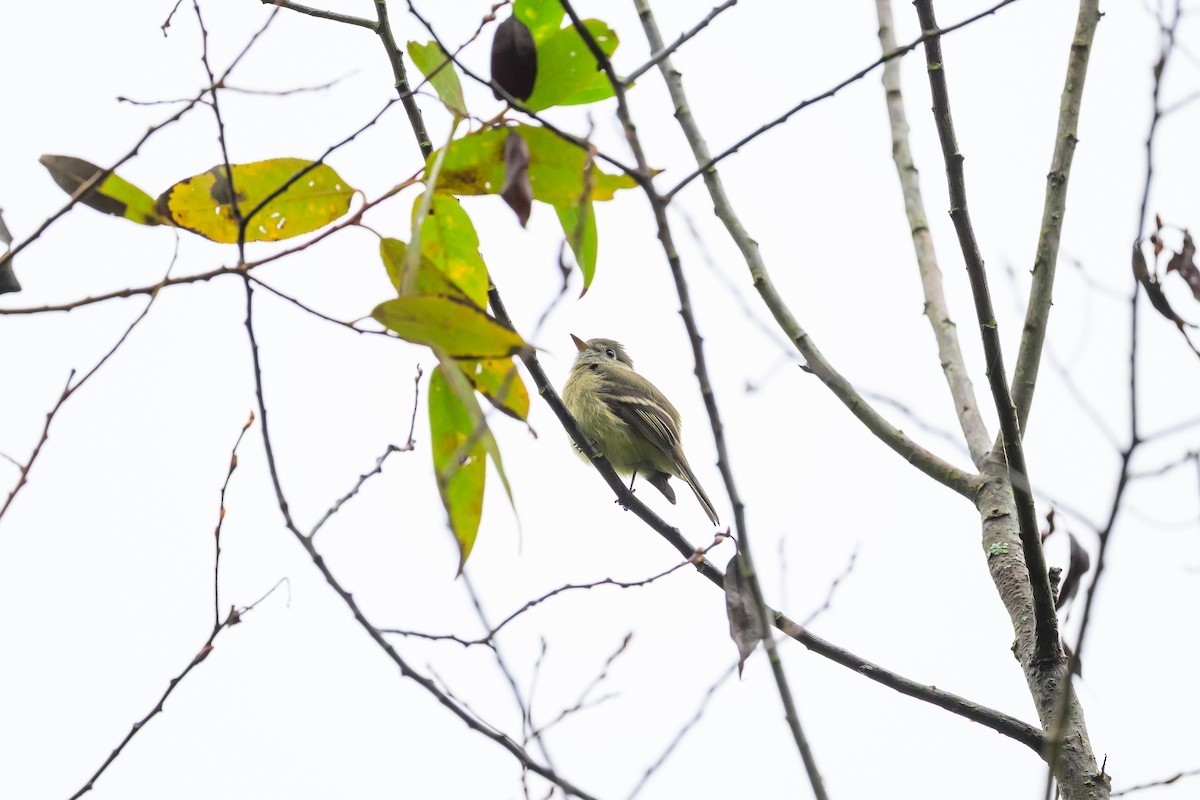 Hammond's Flycatcher - ML643208230