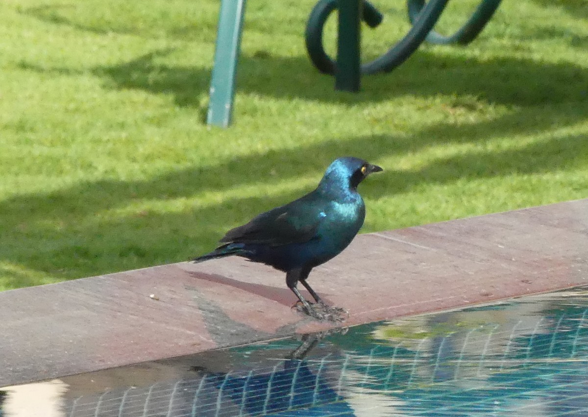 Greater Blue-eared Starling - ML643208273