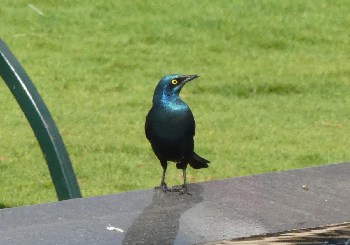 Greater Blue-eared Starling - ML643208274