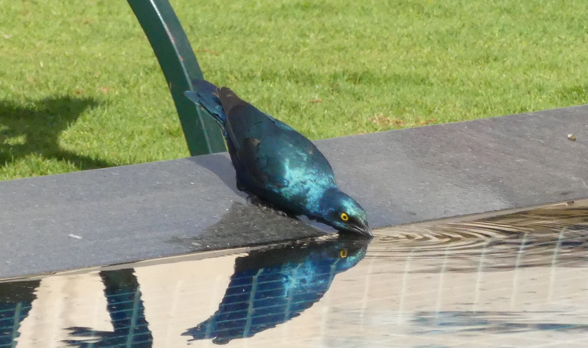 Greater Blue-eared Starling - ML643208275