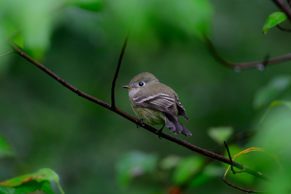 Hammond's Flycatcher - ML643208279