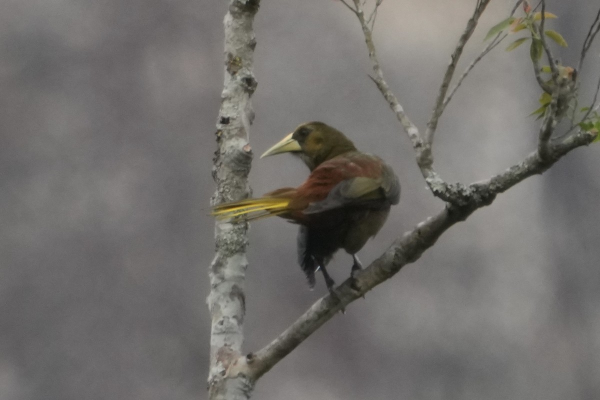 Dusky-green Oropendola - ML643208303