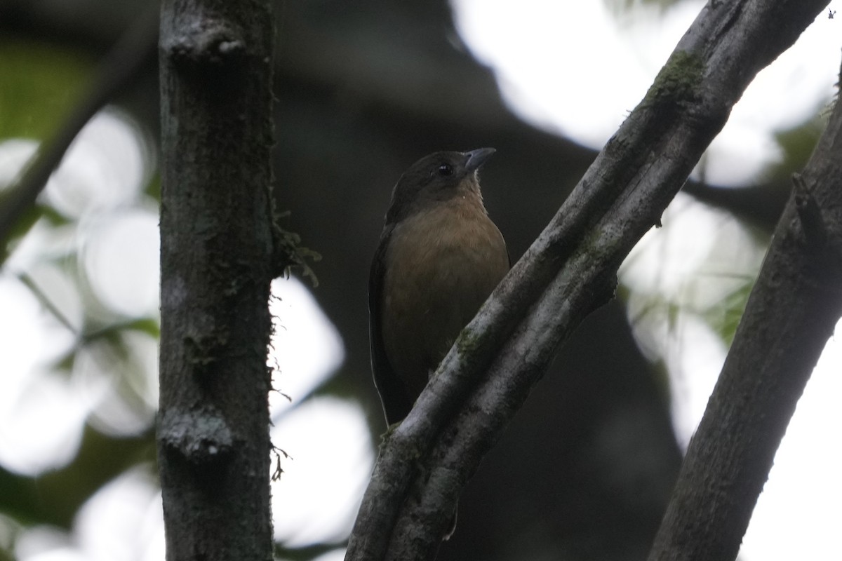 Black-goggled Tanager - ML643208327