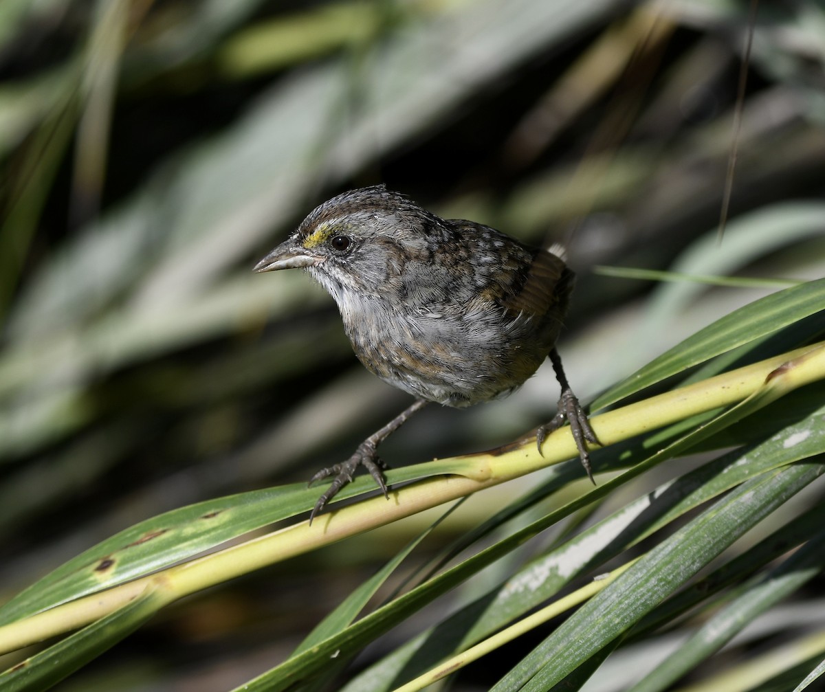 Seaside Sparrow - ML643208347