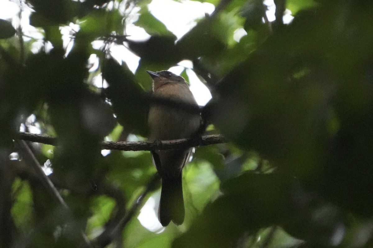 Black-goggled Tanager - ML643208348