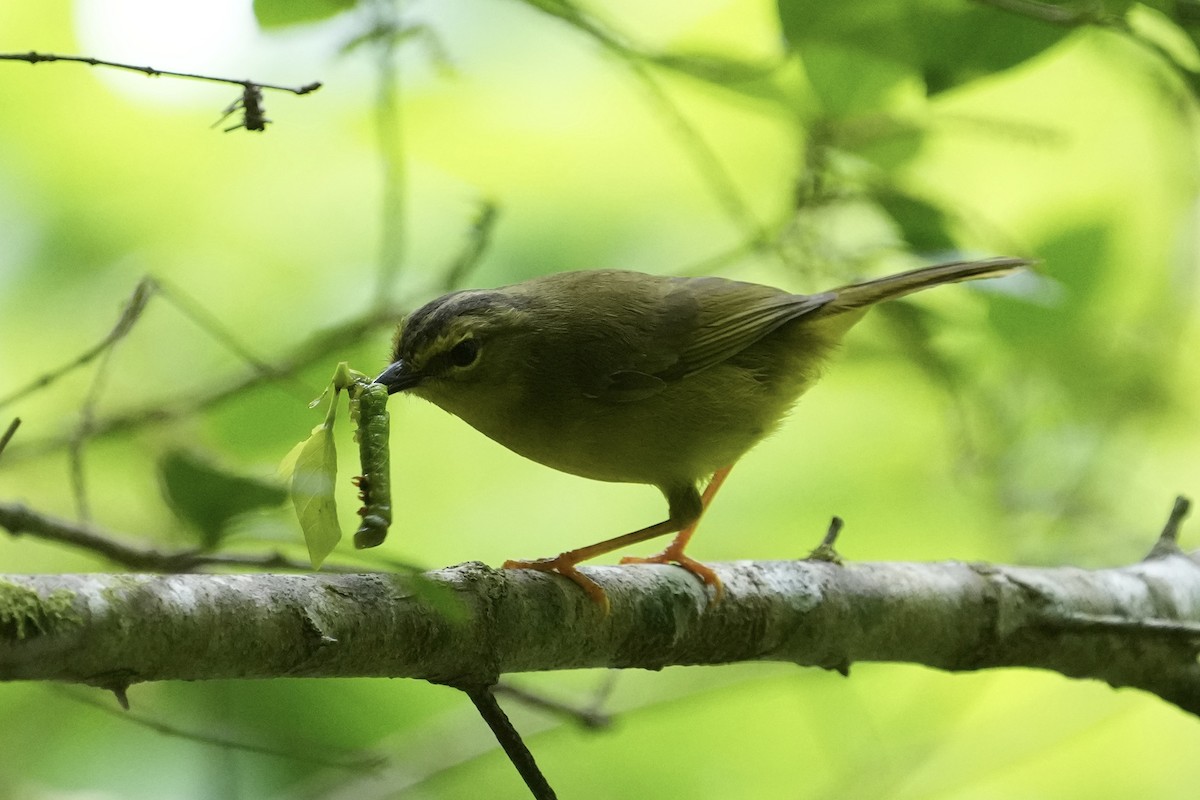 Two-banded Warbler - ML643208371