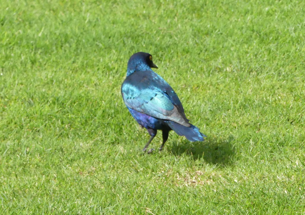 Greater Blue-eared Starling - ML643208384