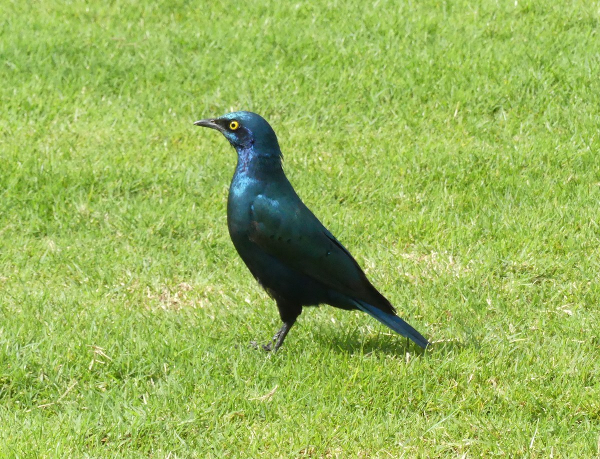 Greater Blue-eared Starling - ML643208385