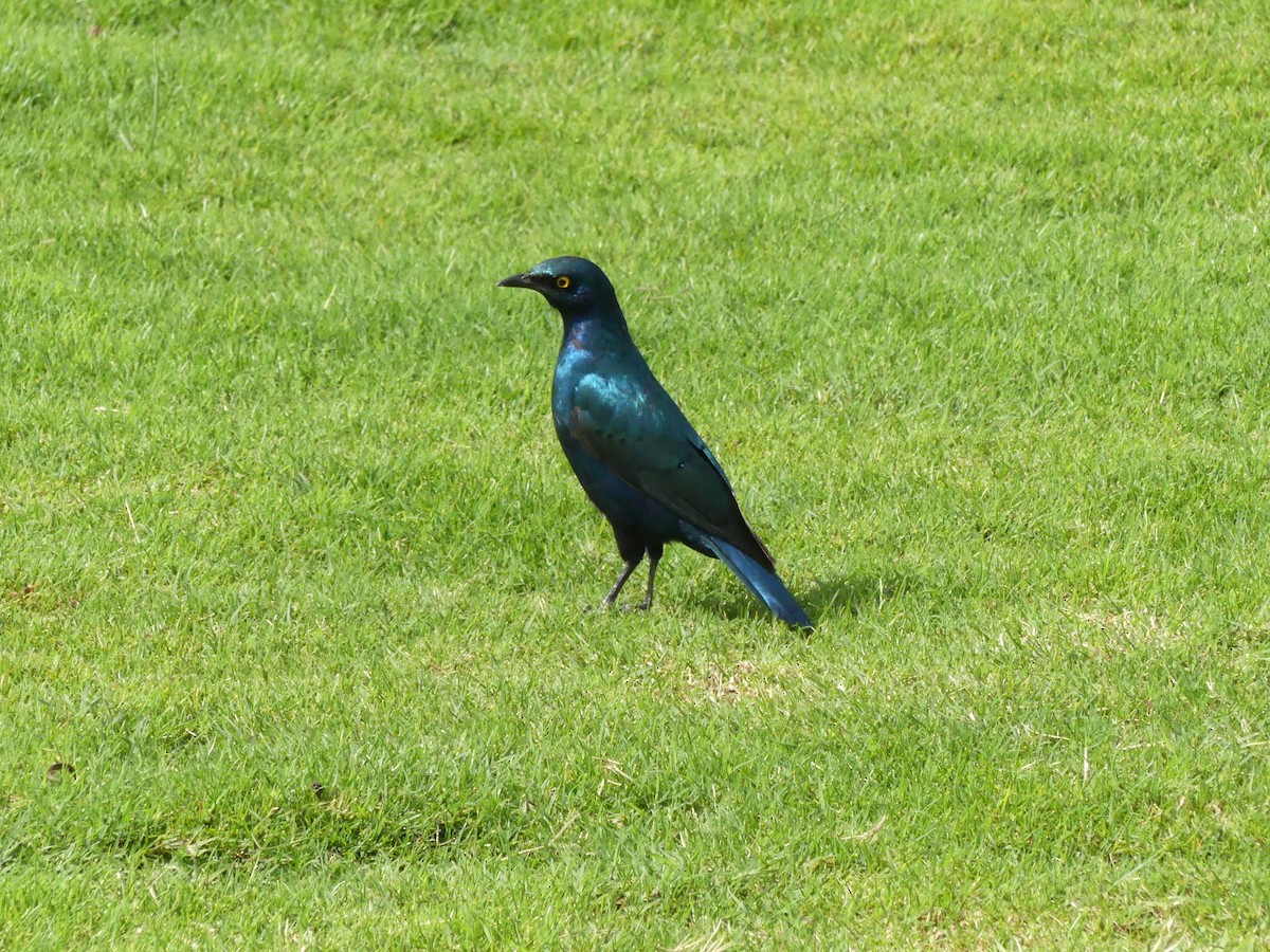 Greater Blue-eared Starling - ML643208386