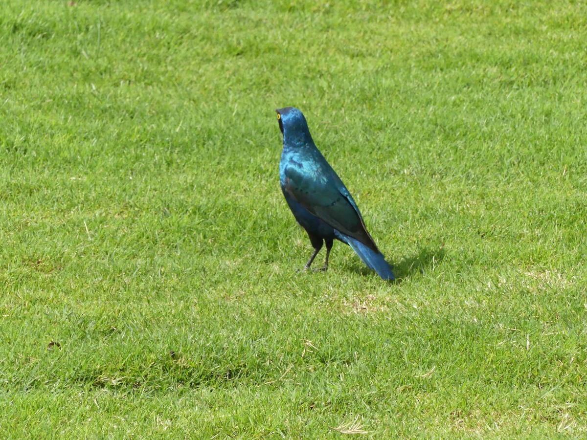 Greater Blue-eared Starling - ML643208387