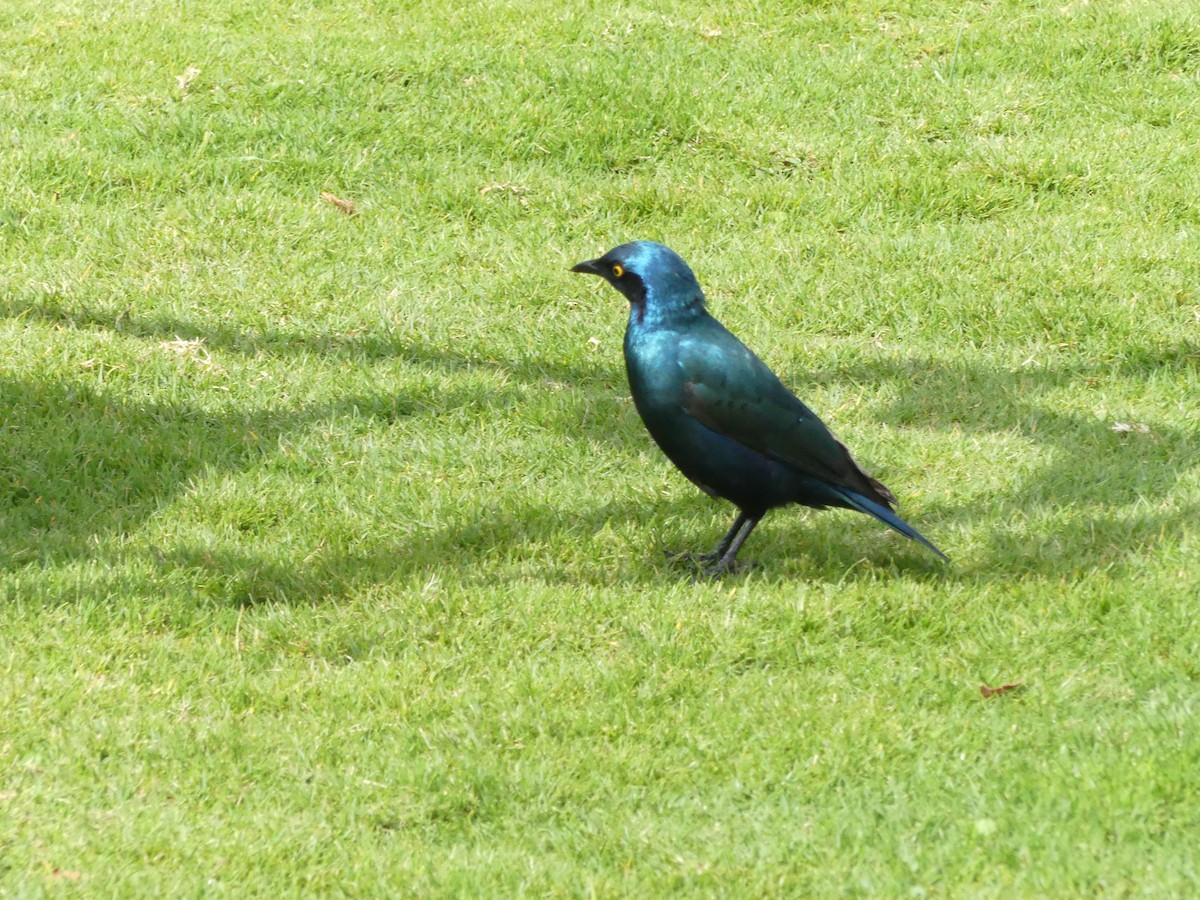 Greater Blue-eared Starling - ML643208388