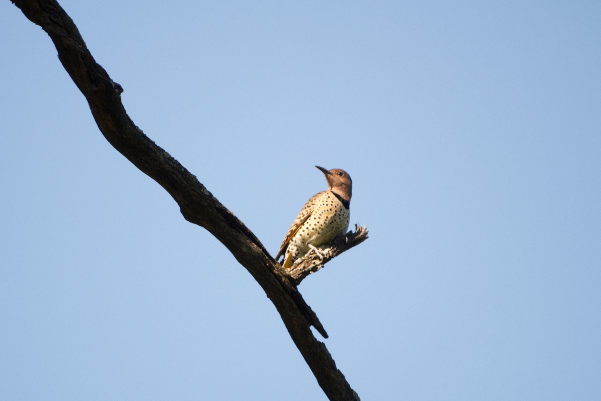 Northern Flicker - ML643208406