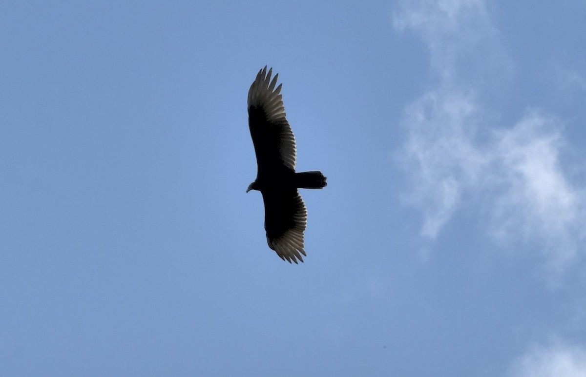 Turkey Vulture - ML643208420