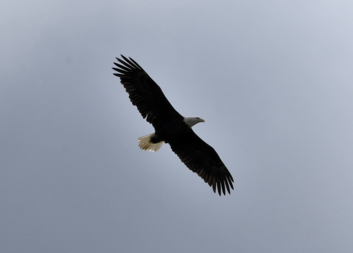 Bald Eagle - ML643208421