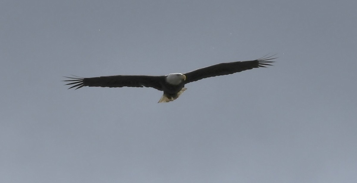 Bald Eagle - ML643208423