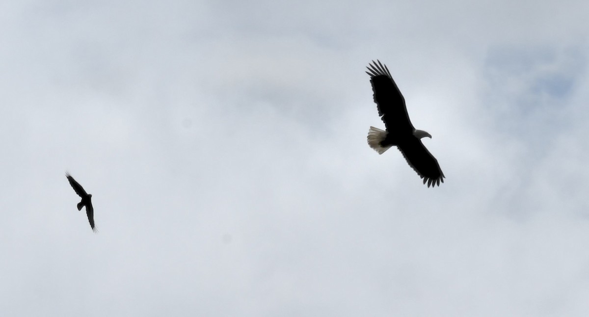 Bald Eagle - ML643208424