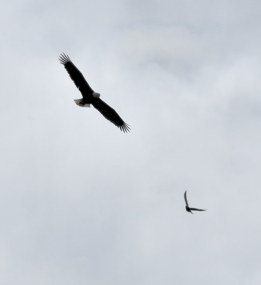 Bald Eagle - ML643208431