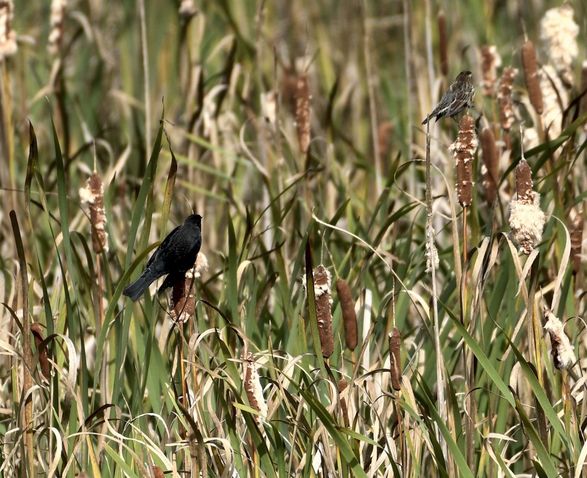 Red-winged Blackbird - ML643208436