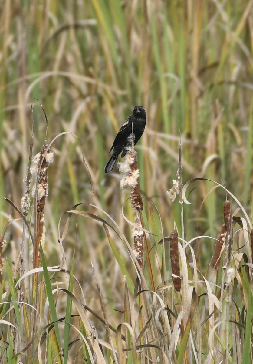 Red-winged Blackbird - ML643208440