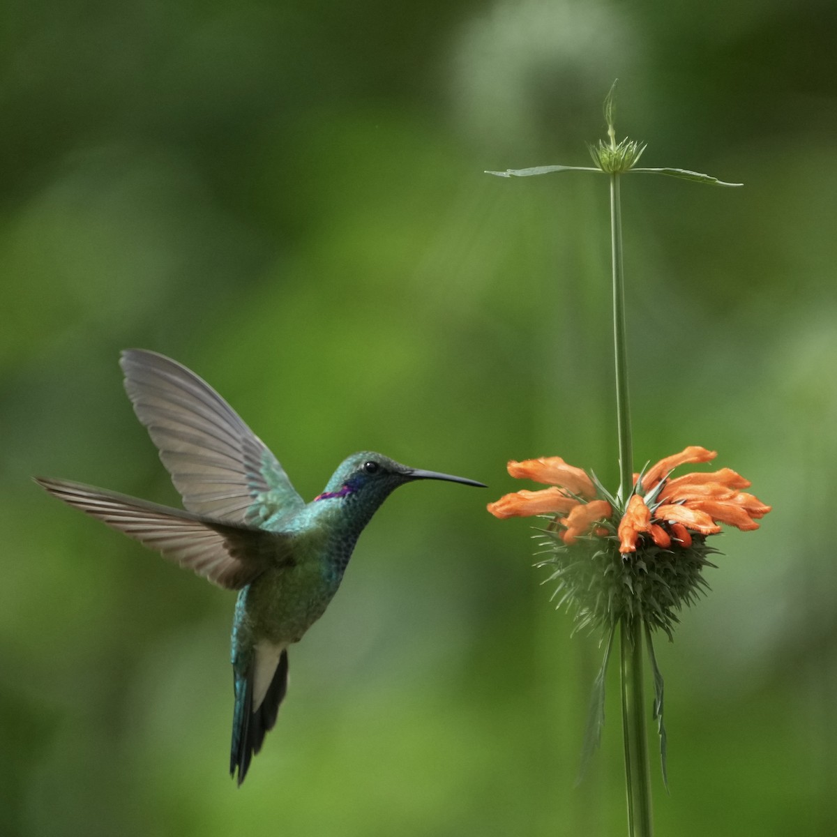 White-vented Violetear - ML643208475