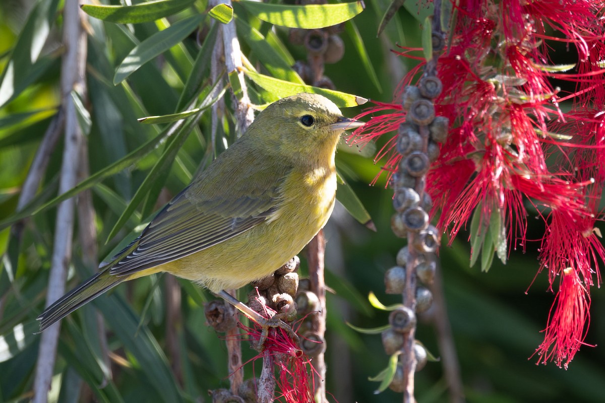 Orange-crowned Warbler - ML643208505