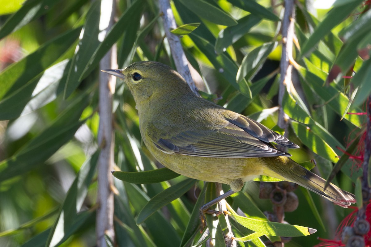 Orange-crowned Warbler - ML643208514