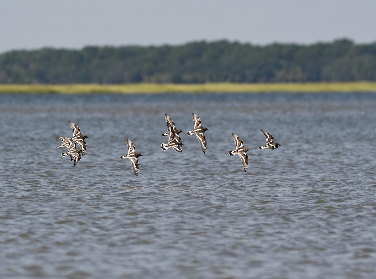 Ruddy Turnstone - ML643208534