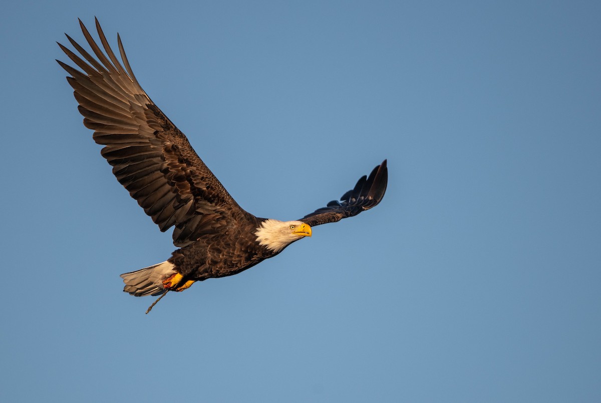 Bald Eagle - ML643208537