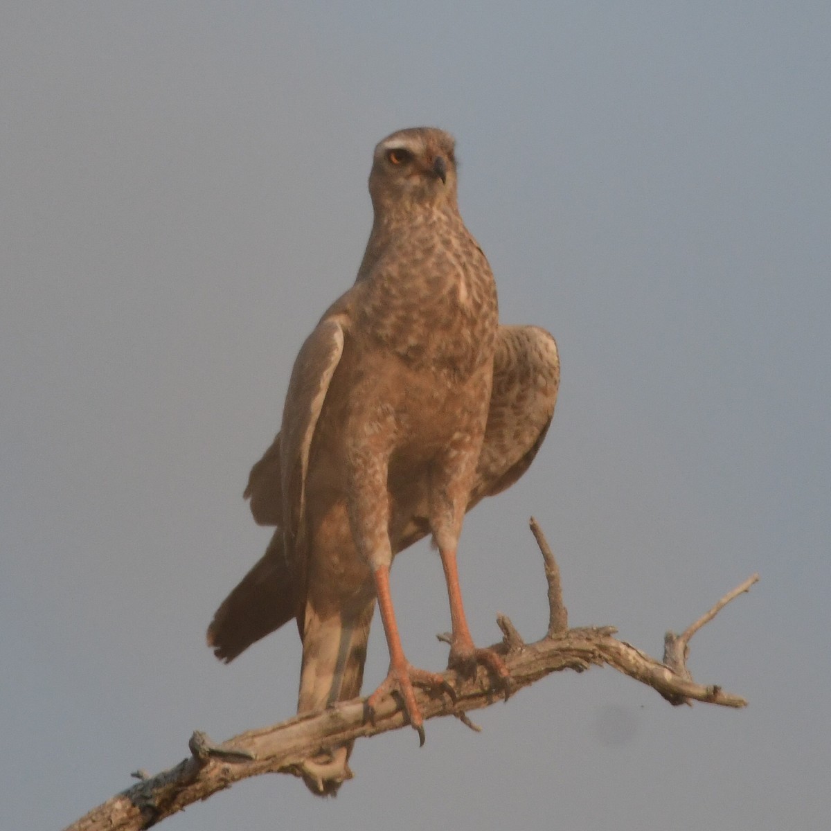 Pale Chanting-Goshawk - ML643208540