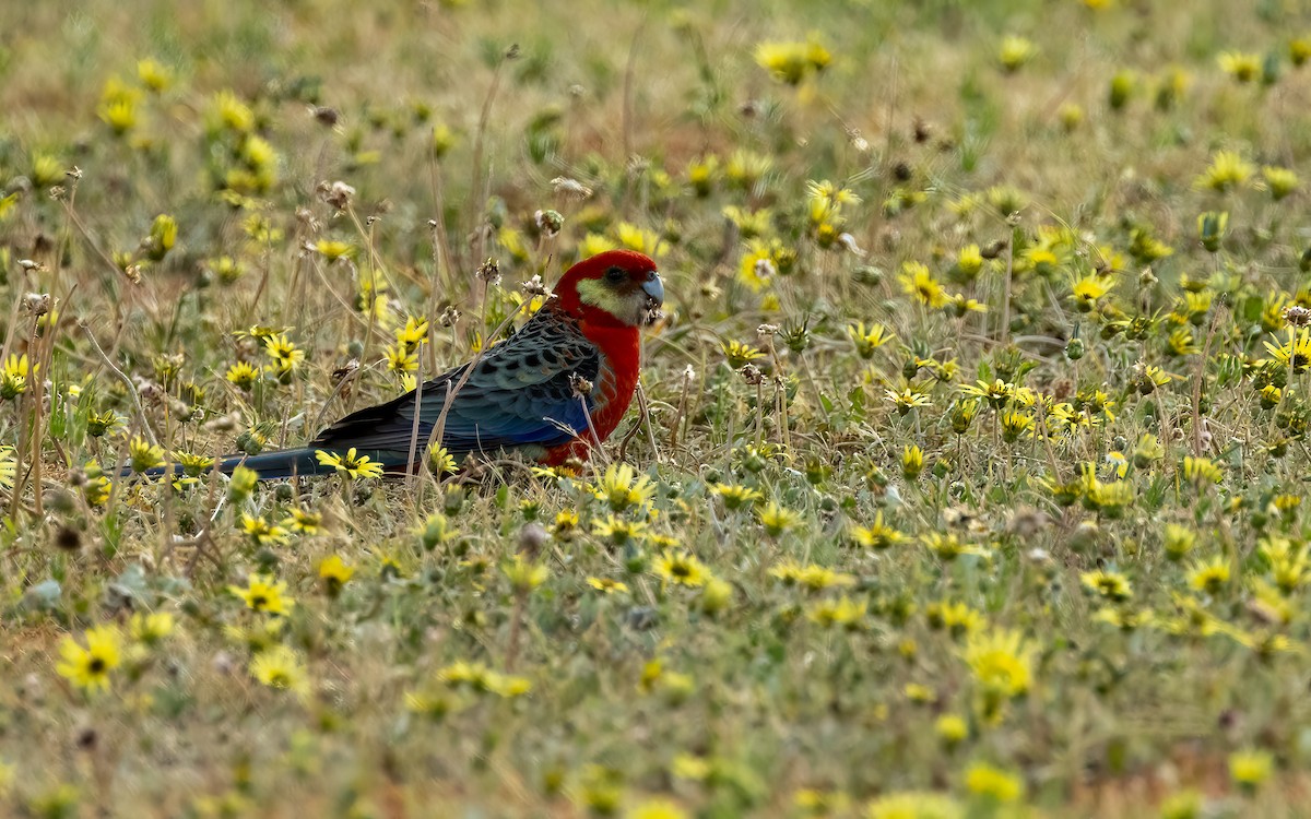 Western Rosella - ML643208541