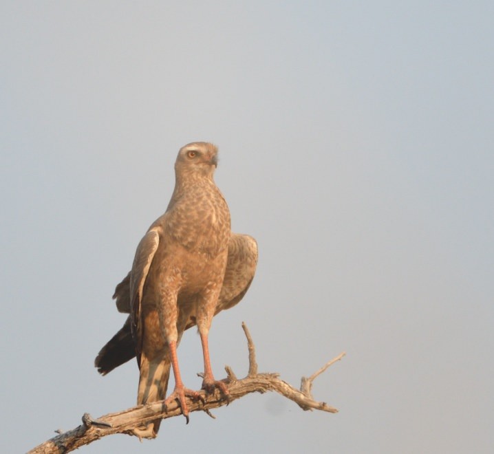 Pale Chanting-Goshawk - ML643208547