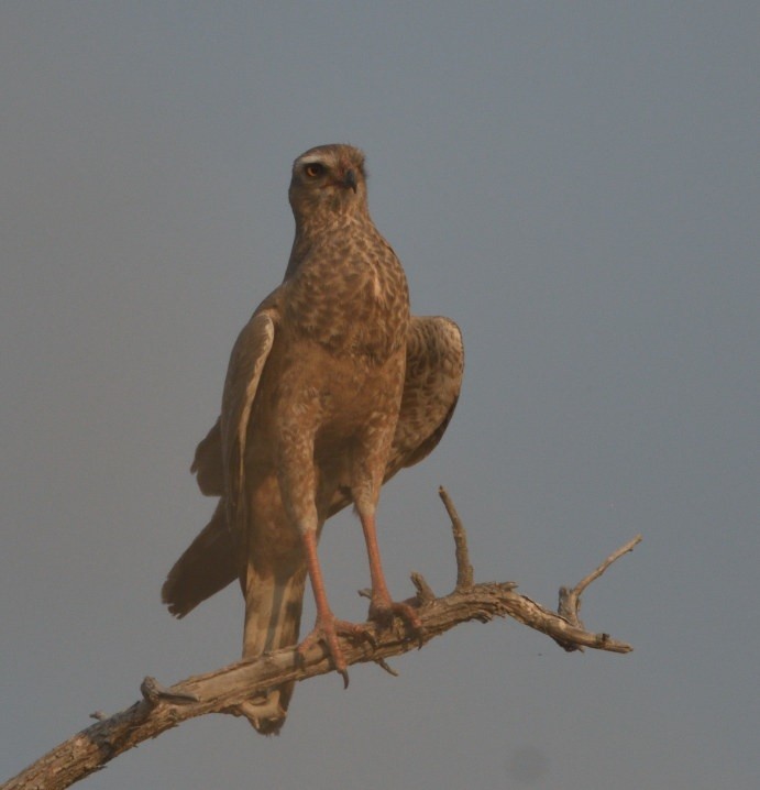 Pale Chanting-Goshawk - ML643208550
