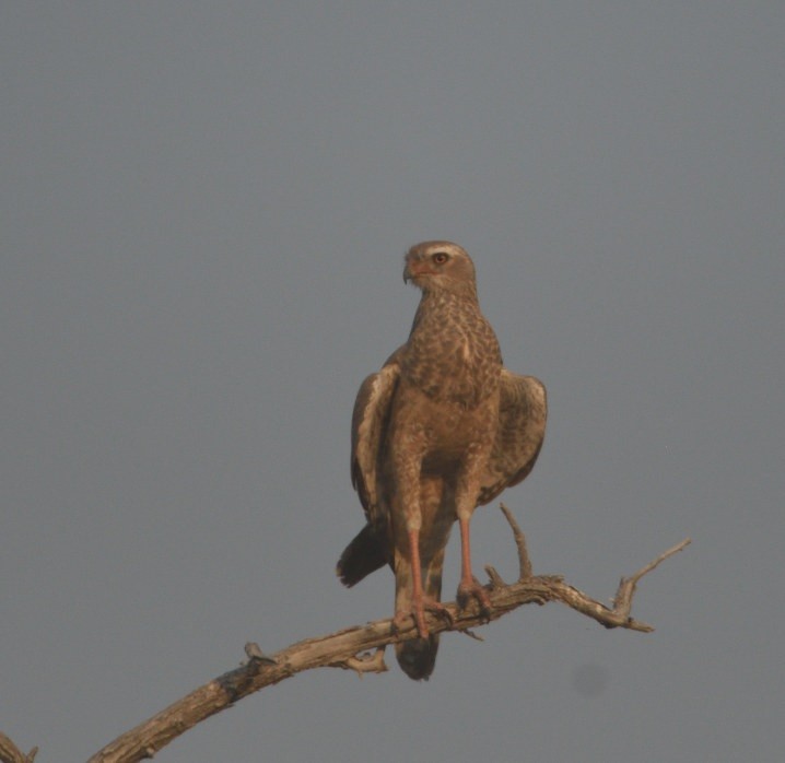Pale Chanting-Goshawk - ML643208555