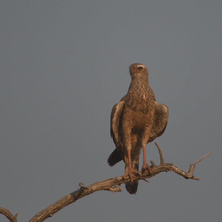 Pale Chanting-Goshawk - ML643208560