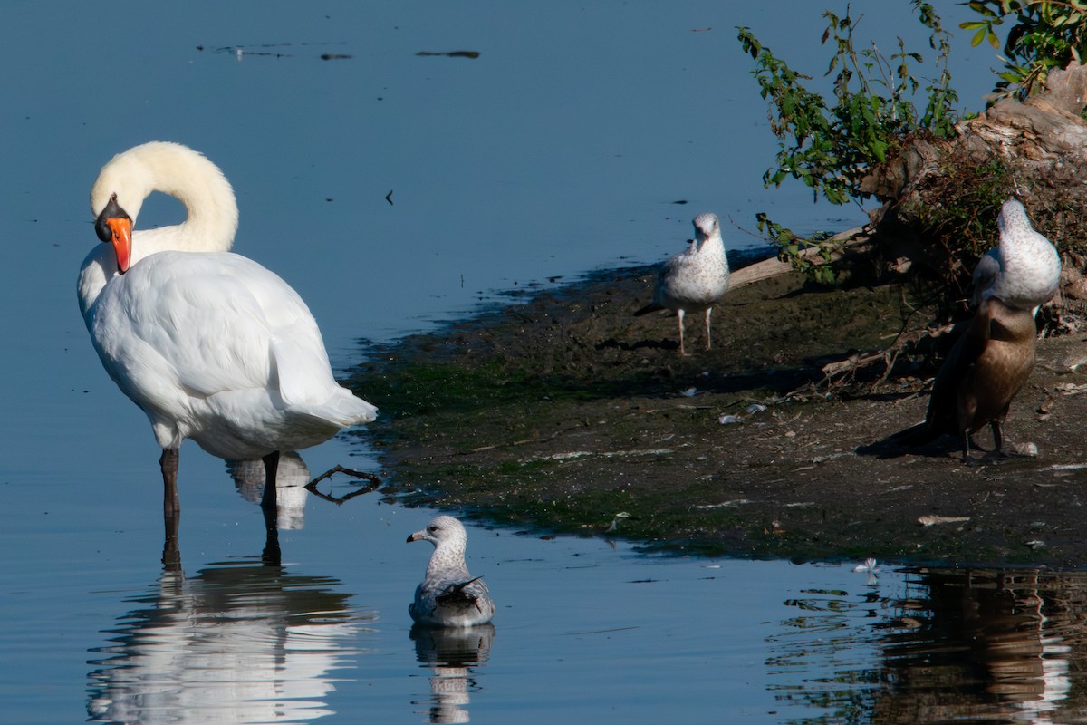 Mute Swan - ML643208586